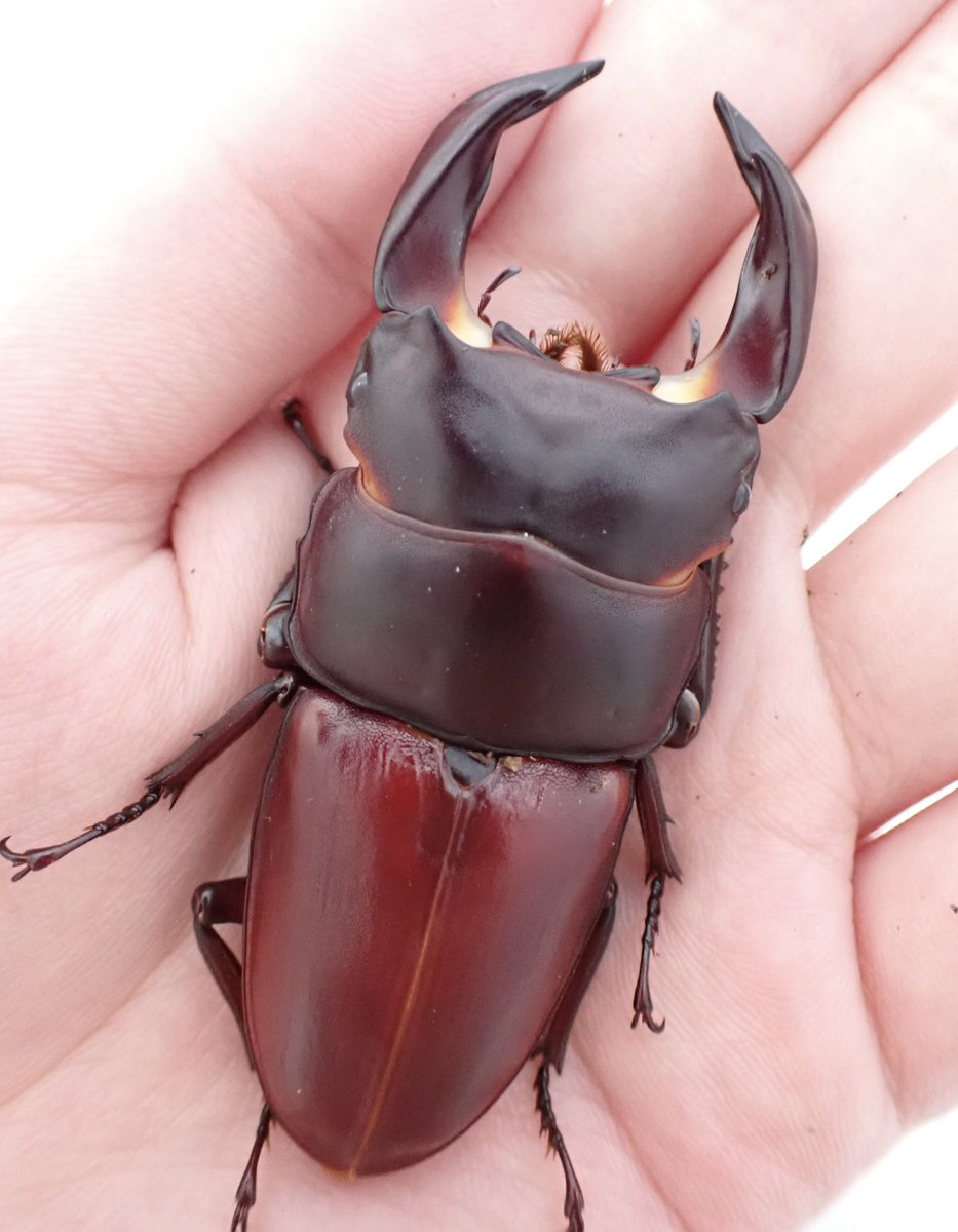 ホプイ364
極美針金