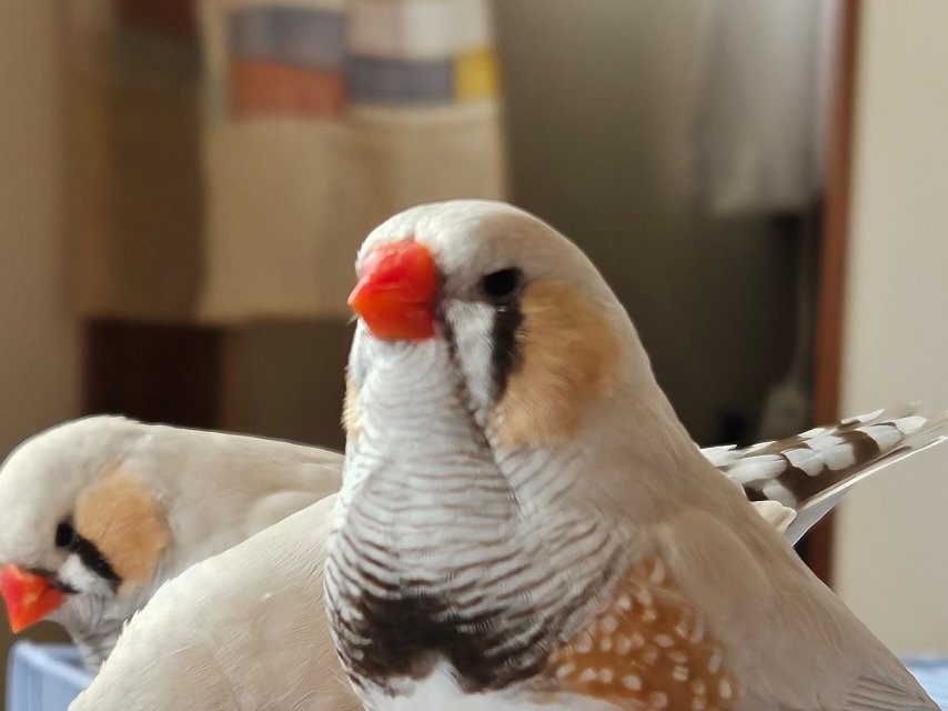 dosukoi_finch's tweet photo. こまめのほうれい線がすごい https://t.co/uj5ABZyrug