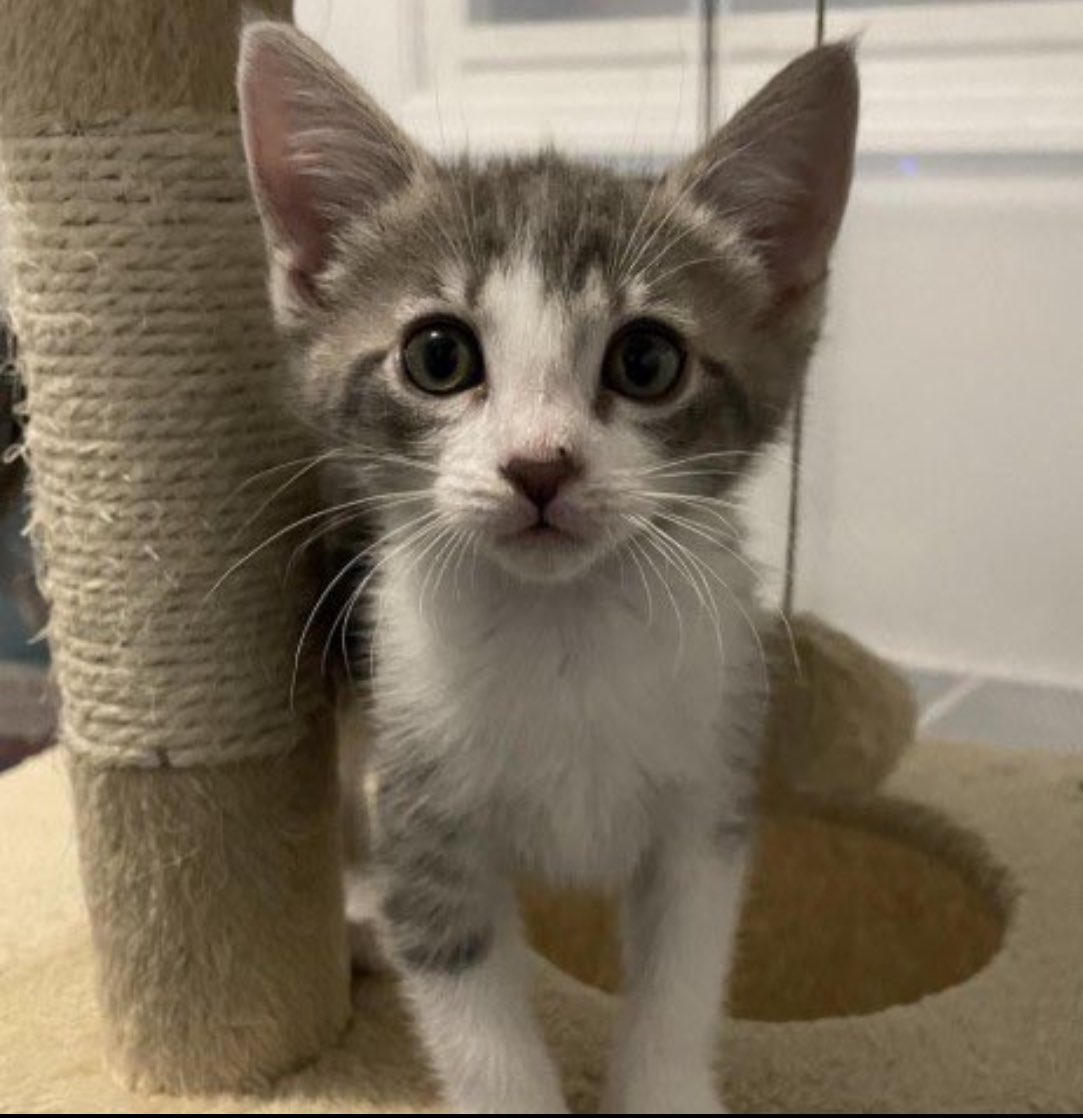 The Wolf Of Crypto Streets tweet media