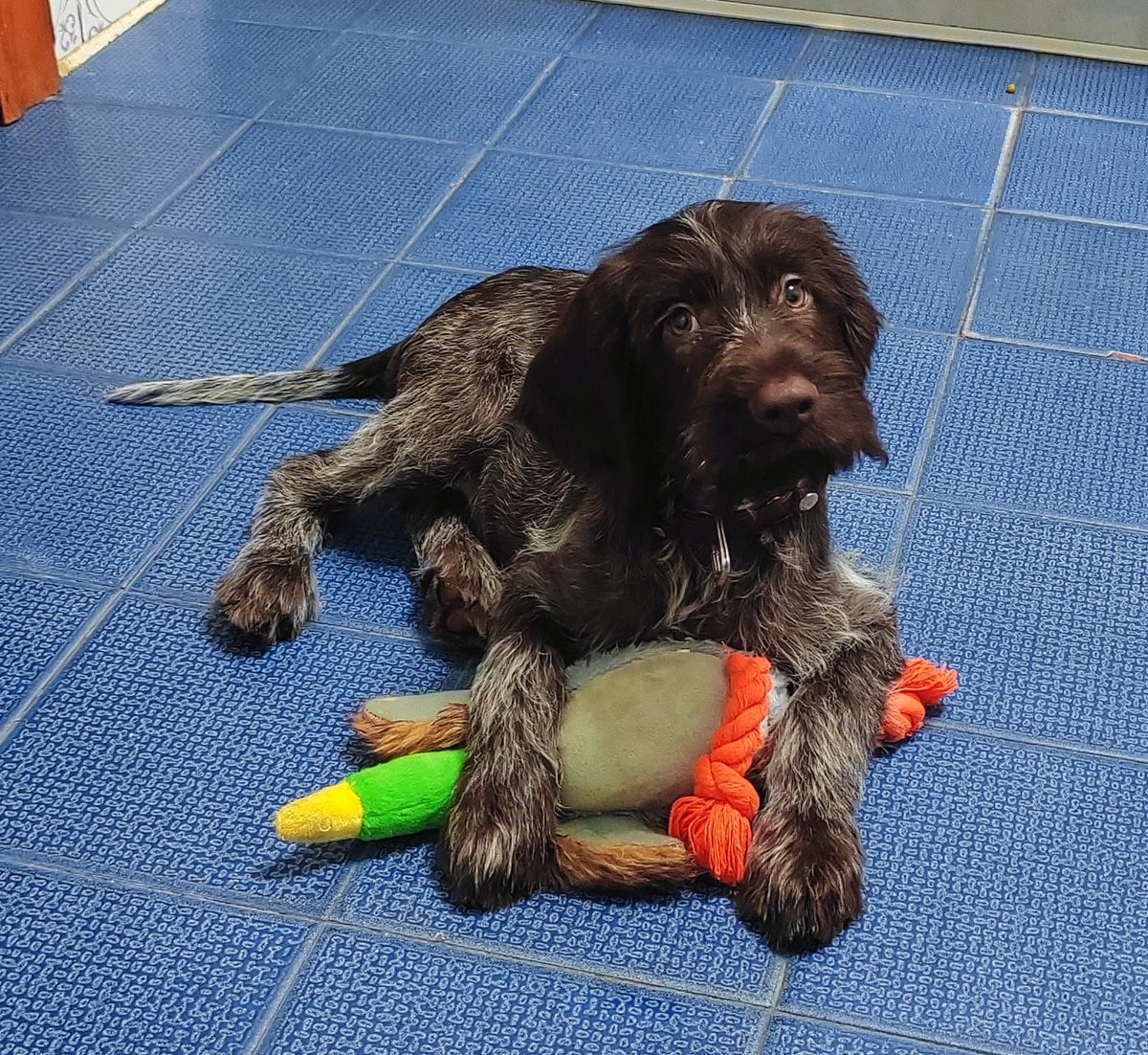 Pixel_2_Pixel's tweet photo. Hoy cumple 2 meses.
#drahthaar #cachorro #perrete https://t.co/fThMXEotsW