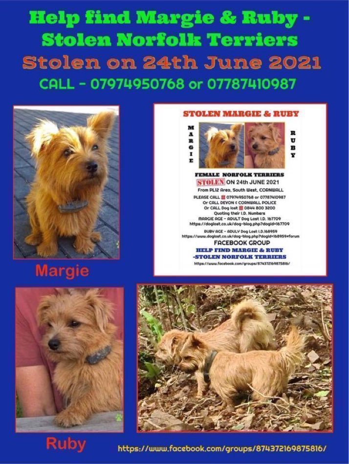 3 years since these girls were last seen 💔😢
Please  join us every Monday for #MargieandRubyMonday  
A day dedicated to help get these 2 girls back home where they belong. 
Please join in and tweet for them.  
Thank you 🙏 
#stolendoghour #NorfolkTerriers
#Cornwall #PL12