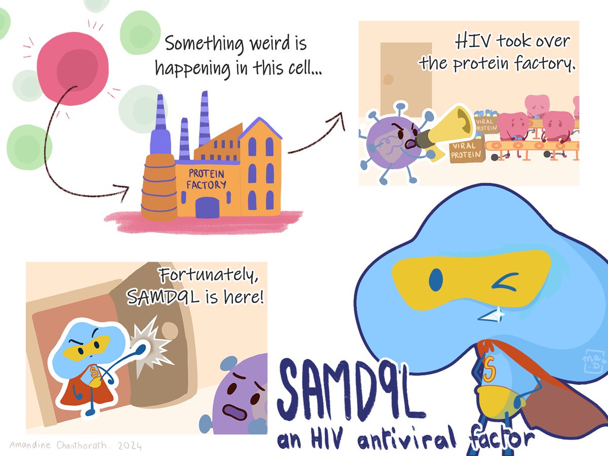 Découvrez notre étude sur les protéines SAMD9 et SAMD9L et leur rôle antiviral. SAMD9L inhibe le VIH-1, tandis que SAMD9 le favorise. Ces découvertes offrent de nouvelles perspectives contre les infections virales et les maladies génétiques.

👉urlz.fr/rfs9