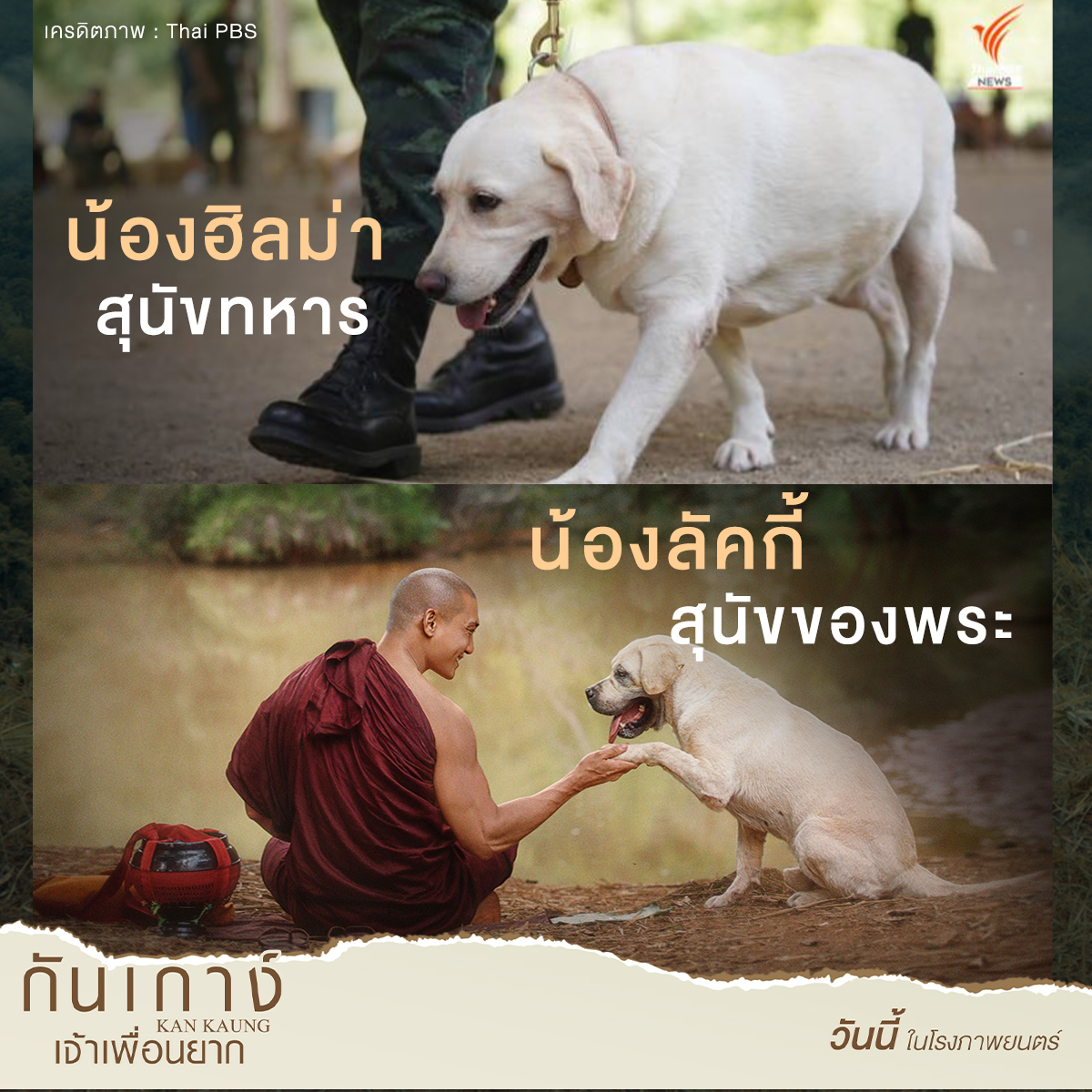 น้องฮิลม่าและน้องลัคกี้(กันเกาง์) ต่างก็มาจากหมา สายพันธุ์ลาบราดอร์ เต็มเปี่ยมไปด้วยพลังงานล้นเหลือ นิสัยเป็นมิตร เข้ากันได้ดีกับสัตว์ตัวอื่นๆ จงรักภักดีต่อเจ้าของ ฝึกฝนได้แถมดูแลง่าย   

มาพบกับความน่ารักแสนซนของ ‘กันเกาง์’ 
วันนี้ ในโรงภาพยนตร์ 
#กันเกาง์เจ้าเพื่อนยาก
#KANKAUNG