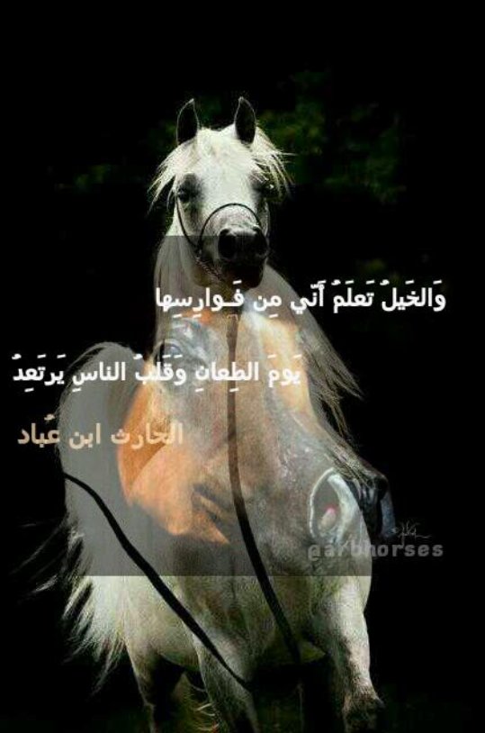 i11487's tweet photo. ناظرت بطرف عيني، ولاحظت الطلة البهية
قلت أسلم عسى تبقى أيامي هنية ❤️💐

#شعر #قصيد #قصائد #نثر #قصص #قصص #خيل #أشعار #شعراء #شعر_فصيح #اقتباسات #مقتبس https://t.co/UFKj8QxhLL