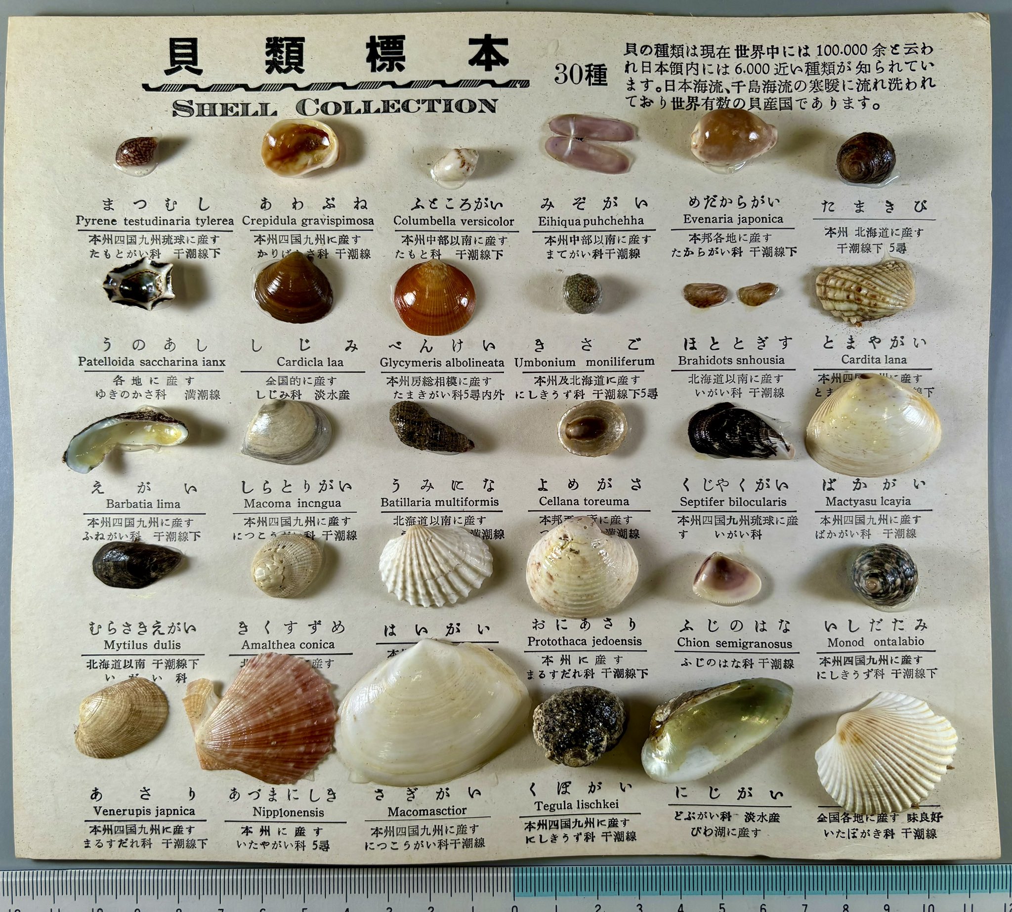 軟体動物多様性学会【公式】 on X: 