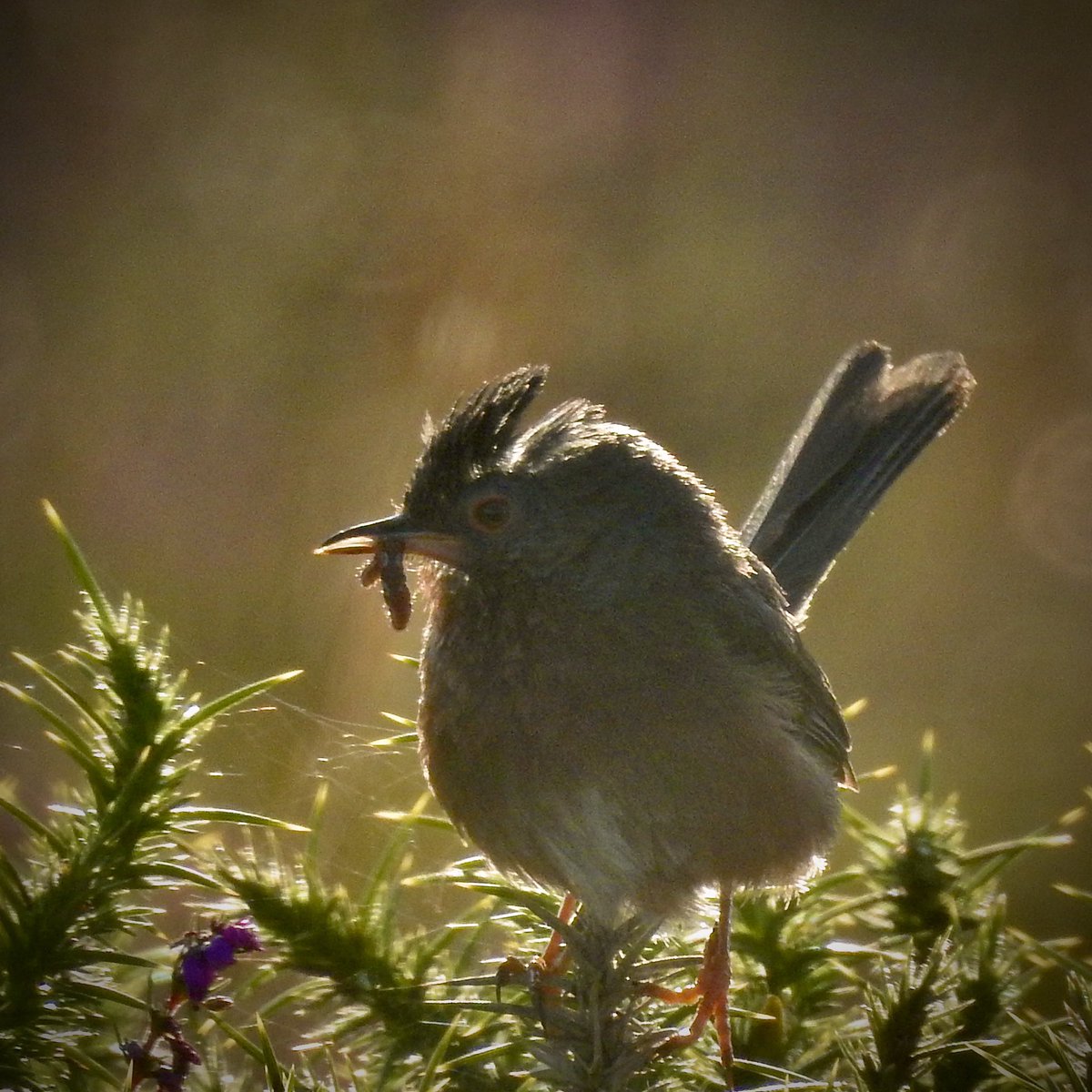 bernoid's tweet photo. A few weeks ago I saw a Dartford Warbler for the first time. Ever since then I’ve been going back to the heath with my camera. Yesterday my patience was rewarded. Cropped distance shots but still… what a little stunner! #lookingatbirds #DartfordWarbler https://t.co/17JHFr2xuf