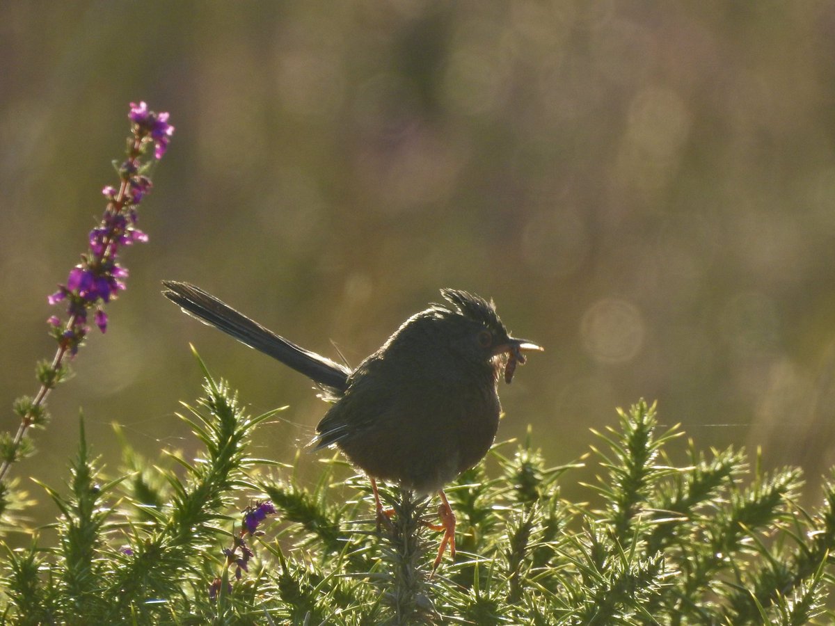 bernoid's tweet photo. A few weeks ago I saw a Dartford Warbler for the first time. Ever since then I’ve been going back to the heath with my camera. Yesterday my patience was rewarded. Cropped distance shots but still… what a little stunner! #lookingatbirds #DartfordWarbler https://t.co/17JHFr2xuf