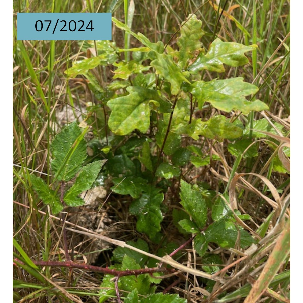 En 04/2023, Duramen a soutenu la plantation de 9400 arbres🌱sur 5 ha à Chaon (41) pour remplacer un peuplement dépérissant. Ont été plantés :
🌲2 ilots de 2 ha de Pins maritimes
🌳 1 ha de 5 essences feuillues 
👉 Voici quelques images de la plantation en 06/2023 et 07/2024