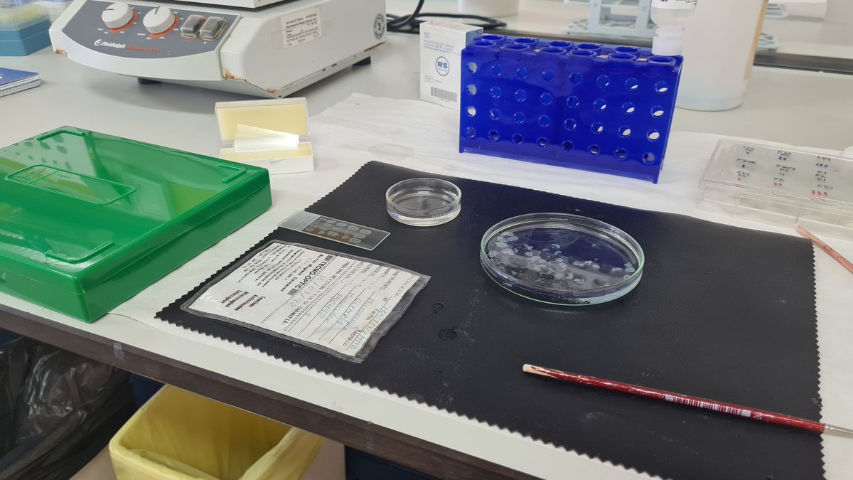 I have missed so much! 🧠🐭 #NeuroScience #womenInSTEM #IHC <a href="/NeuroFunLab/">NeuroFun Lab</a>