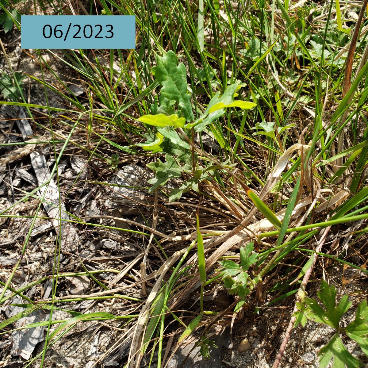 AssoDuramen's tweet photo. En 04/2023, Duramen a soutenu la plantation de 9400 arbres🌱sur 5 ha à Chaon (41) pour remplacer un peuplement dépérissant. Ont été plantés :
🌲2 ilots de 2 ha de Pins maritimes
🌳 1 ha de 5 essences feuillues 
👉 Voici quelques images de la plantation en 06/2023 et 07/2024 https://t.co/YegbZITmrG