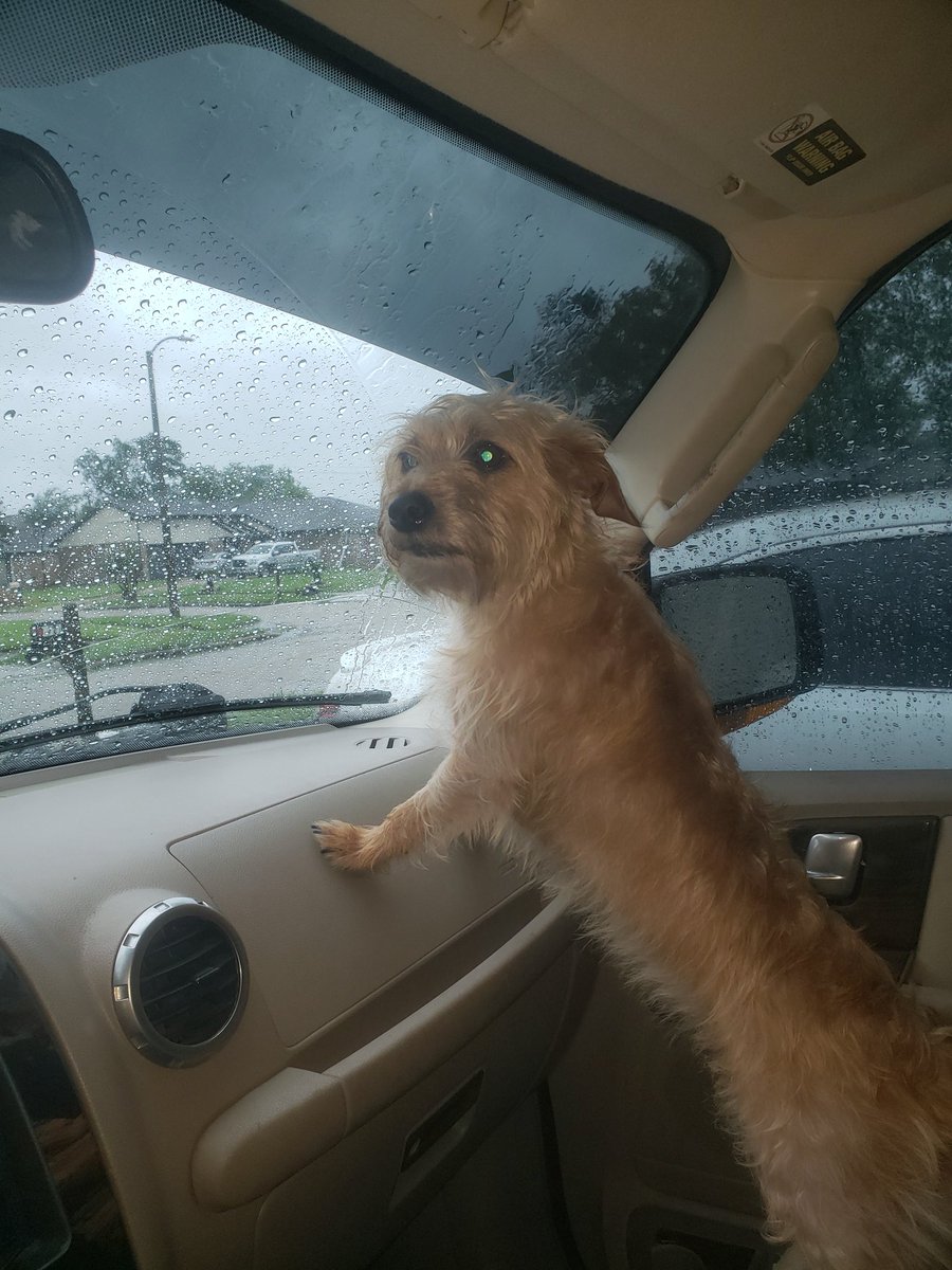 LunchboxSWilson's tweet image. DJ (Dolly jr) ever so vigilant!