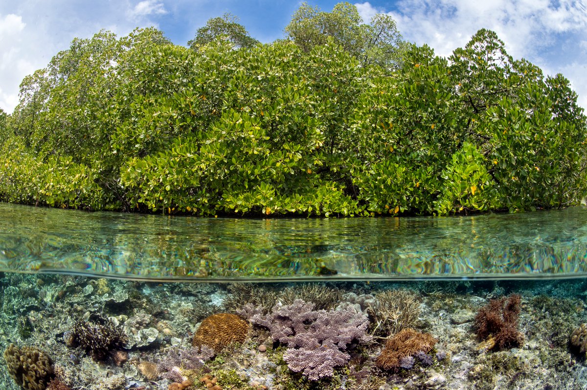wiompan's tweet photo. Excited to announce MARCOP! 🌊 Ensuring sustainable marine management in the Western Indian Ocean, endorsed by the UN Ocean Decade. Learn more: https://t.co/HutTis6vM5 #MarineConservation #OceanDecade https://t.co/uehm9dNQS6