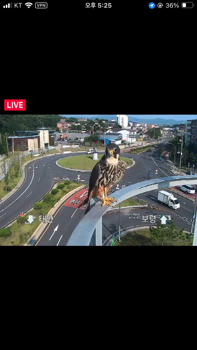 그래에~? 하면서 네이버지도 씨씨티비 들어갔는데 헉!!!!!!