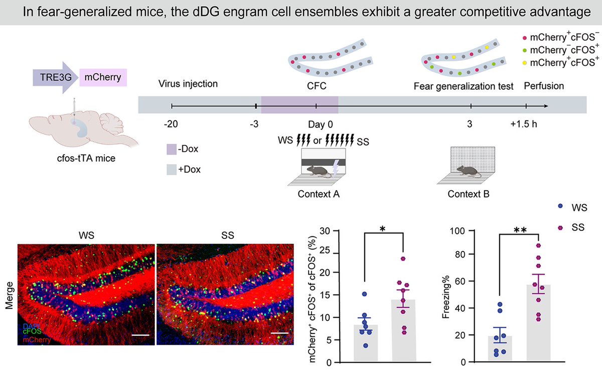 PLOSBiology's tweet photo. #FearGeneralization is a maladaptive response to harmless stimuli, characteristic of #PTSD. This study shows that competition between #engram &amp; non-engram cells in the #DentateGyrus determines whether fear generalization occurs @PKU1898 #PLOSBiology https://t.co/x7gQdGKTko https://t.co/RYGHis6VlK