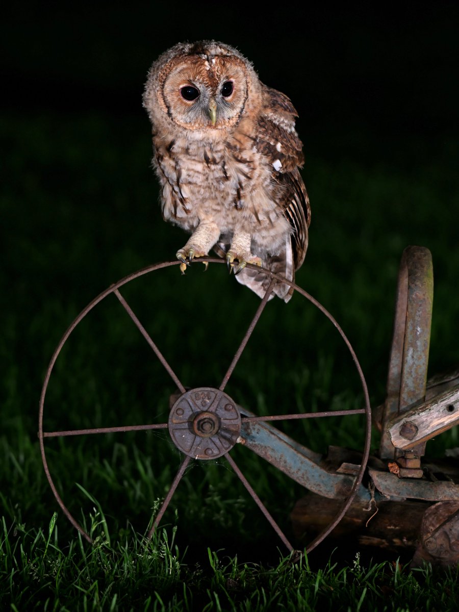 Kevin Robson (@khrimages) on Twitter photo (wild) Tawny Owlet - learning to ride a unicycle? #Cambridgeshire fens <a href="/BBCSpringwatch/">BBC Springwatch</a> <a href="/Natures_Voice/">RSPB</a> <a href="/FascinatingFens/">Fascinating Fens</a> (wild) Tawny Owlet - learning to ride a unicycle? #Cambridgeshire fens <a href="/BBCSpringwatch/">BBC Springwatch</a> <a href="/Natures_Voice/">RSPB</a> <a href="/FascinatingFens/">Fascinating Fens</a>