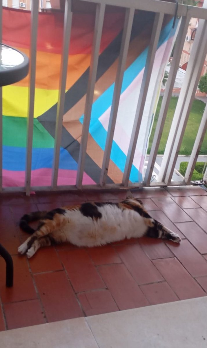aaleeeeeec's tweet photo. He quitado una de las sillas del balcón, y mi gata en vez de tumbarse en la silla de enfrente se tumba en dónde estaba su silla https://t.co/CfJzde80NA