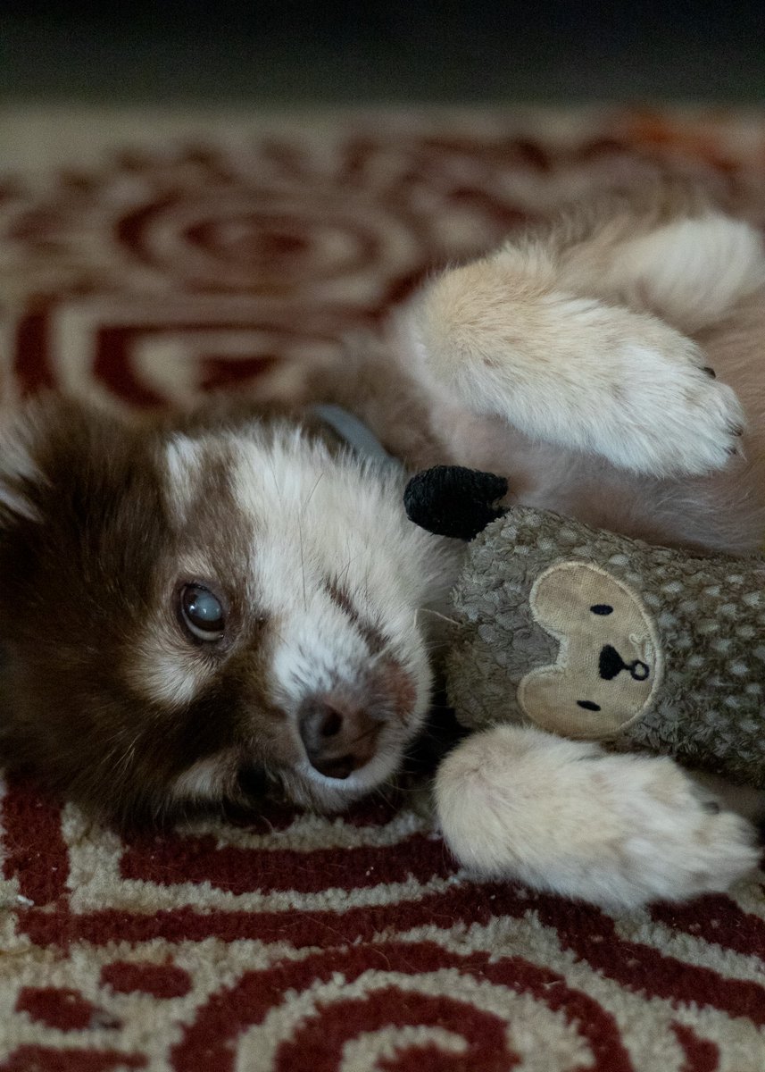notanotherowo's tweet photo. @prettypomsky @Oliverthewabbit Omg a pomsky furry that's my doooooog https://t.co/z2MTp8d6J2
