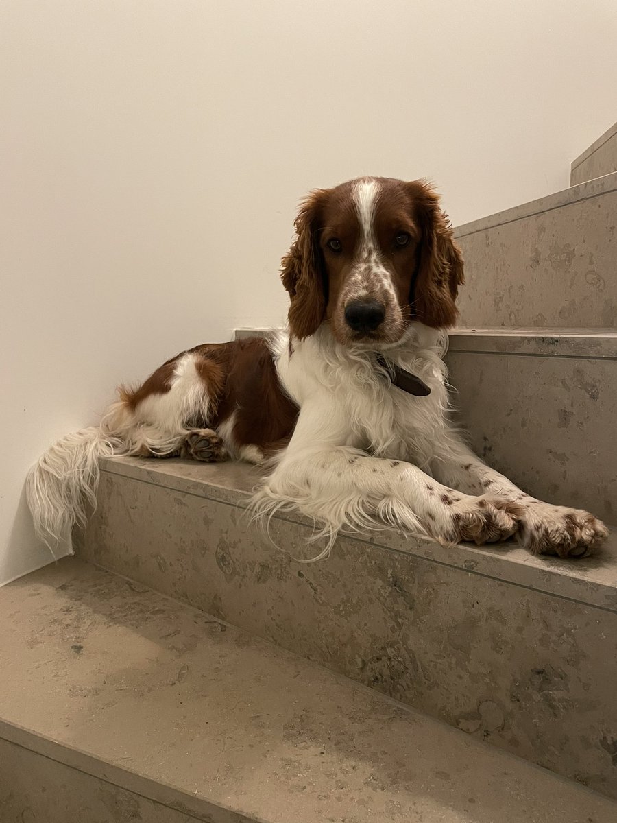 Joy4Pets's tweet photo. #leolumpi Just relaxing here and enjoying the moment. #doglovers #dogsofX #welshspringer #welshspringerspaniel https://t.co/qKoYbUNBpX