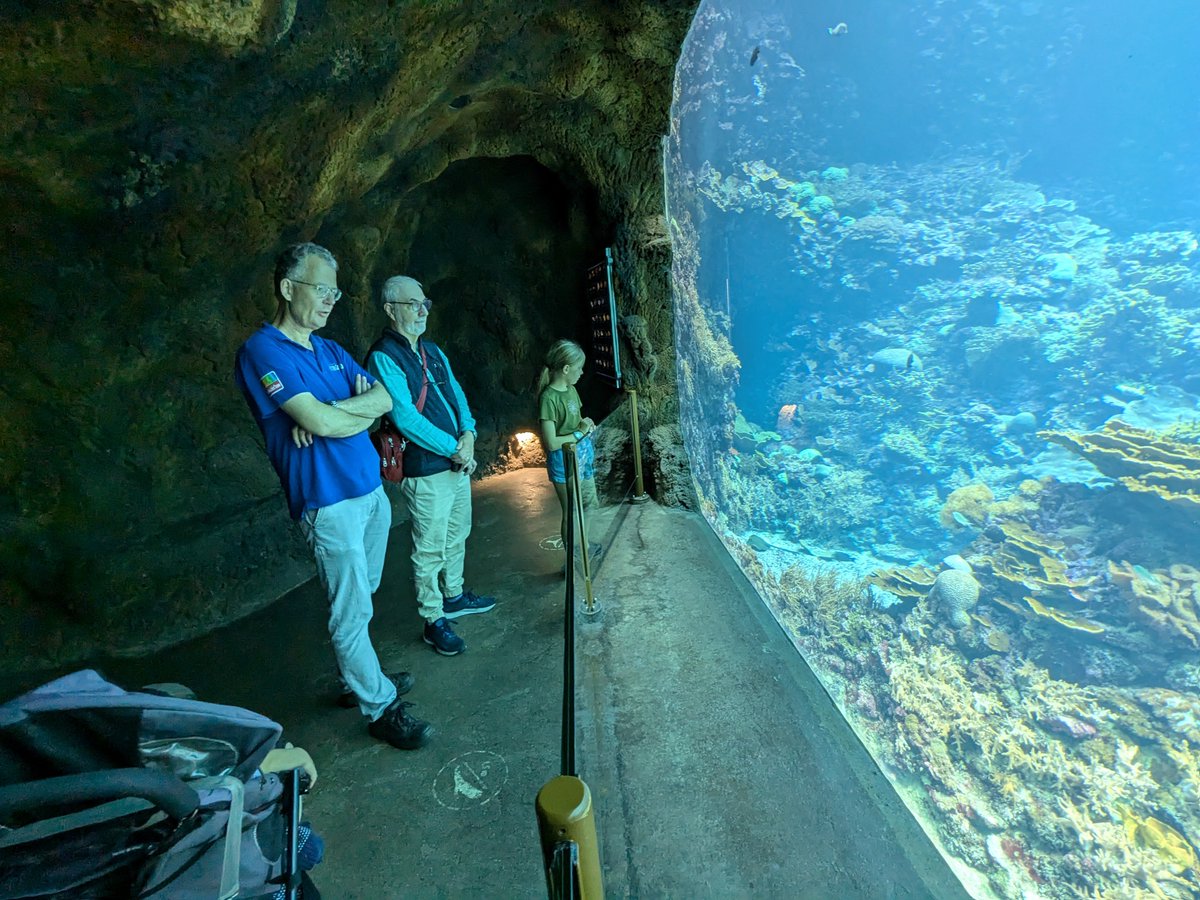 Pim Bongaerts (@pimbongaerts) on Twitter photo Last month, Charles Delbeek and I visited Max Janse at <a href="/burgerszoo/">Burgers' Zoo</a> in the Netherlands to see their marine exhibits and get a behind-the-scenes look. Their coral reef aquarium is amazing 😮—the scale and impressive coral cover truly give the impression of an actual coral reef! 🪸 Last month, Charles Delbeek and I visited Max Janse at <a href="/burgerszoo/">Burgers' Zoo</a> in the Netherlands to see their marine exhibits and get a behind-the-scenes look. Their coral reef aquarium is amazing 😮—the scale and impressive coral cover truly give the impression of an actual coral reef! 🪸