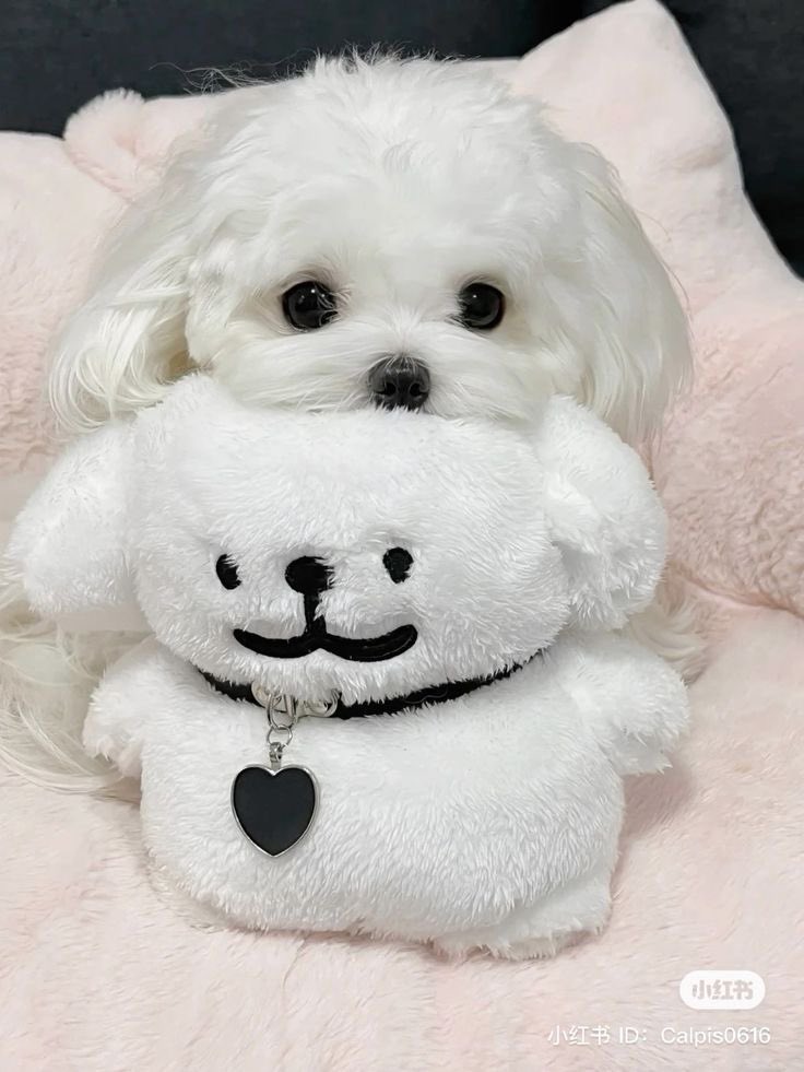 twaniimals's tweet photo. ㅤ https://t.co/Y6ecaYPVIq