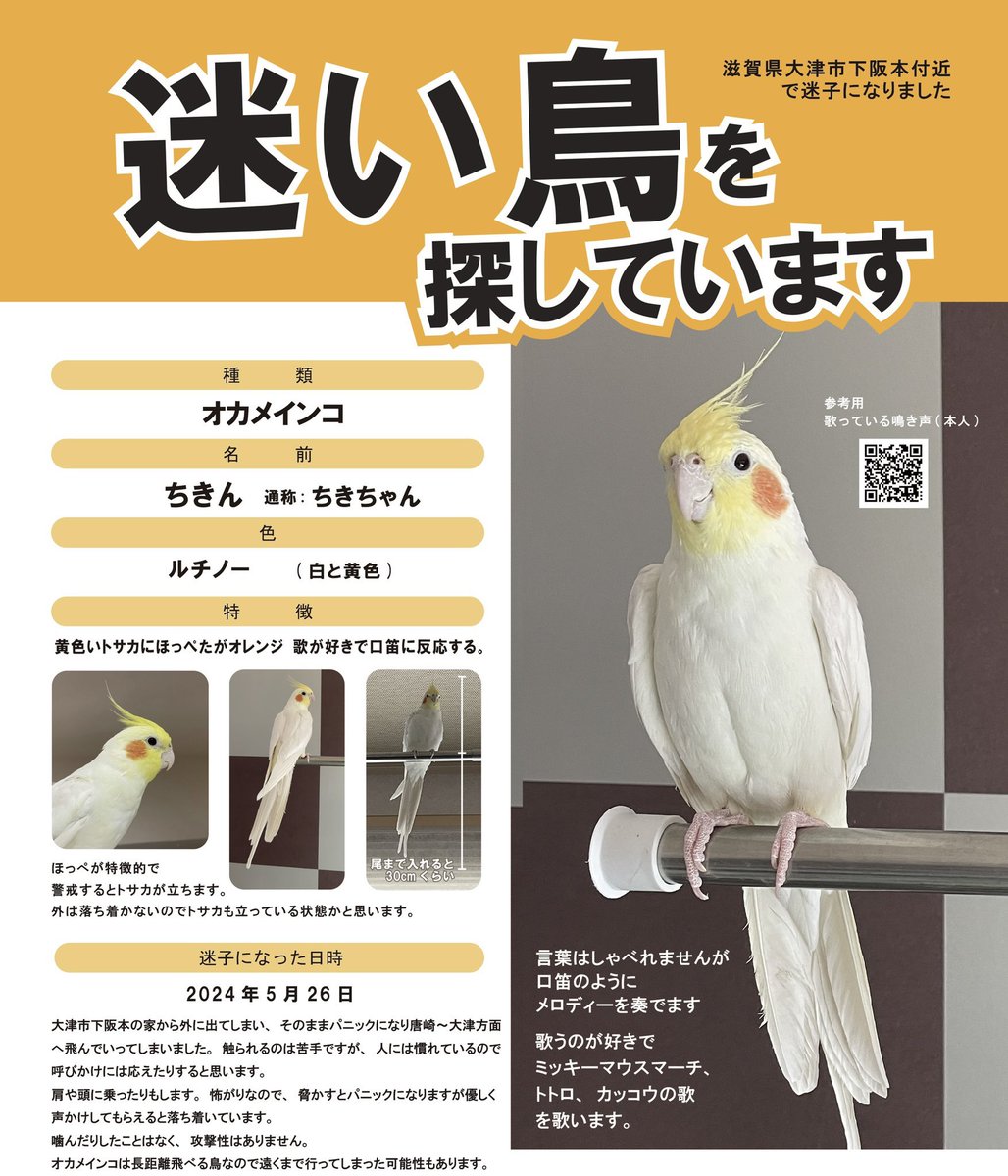 CiderStam's tweet photo. 2024 5/26 9:00頃オカメインコのちきんが外に出てしまいそのまま飛んで行ってしまいました。見かけた方、ご連絡ください。
口笛でミッキーマウスマーチを吹くと返してくれます。 #迷い鳥 #オカメインコ #大津市 #唐崎 #拡散希望 https://t.co/OGkwCy7fBU