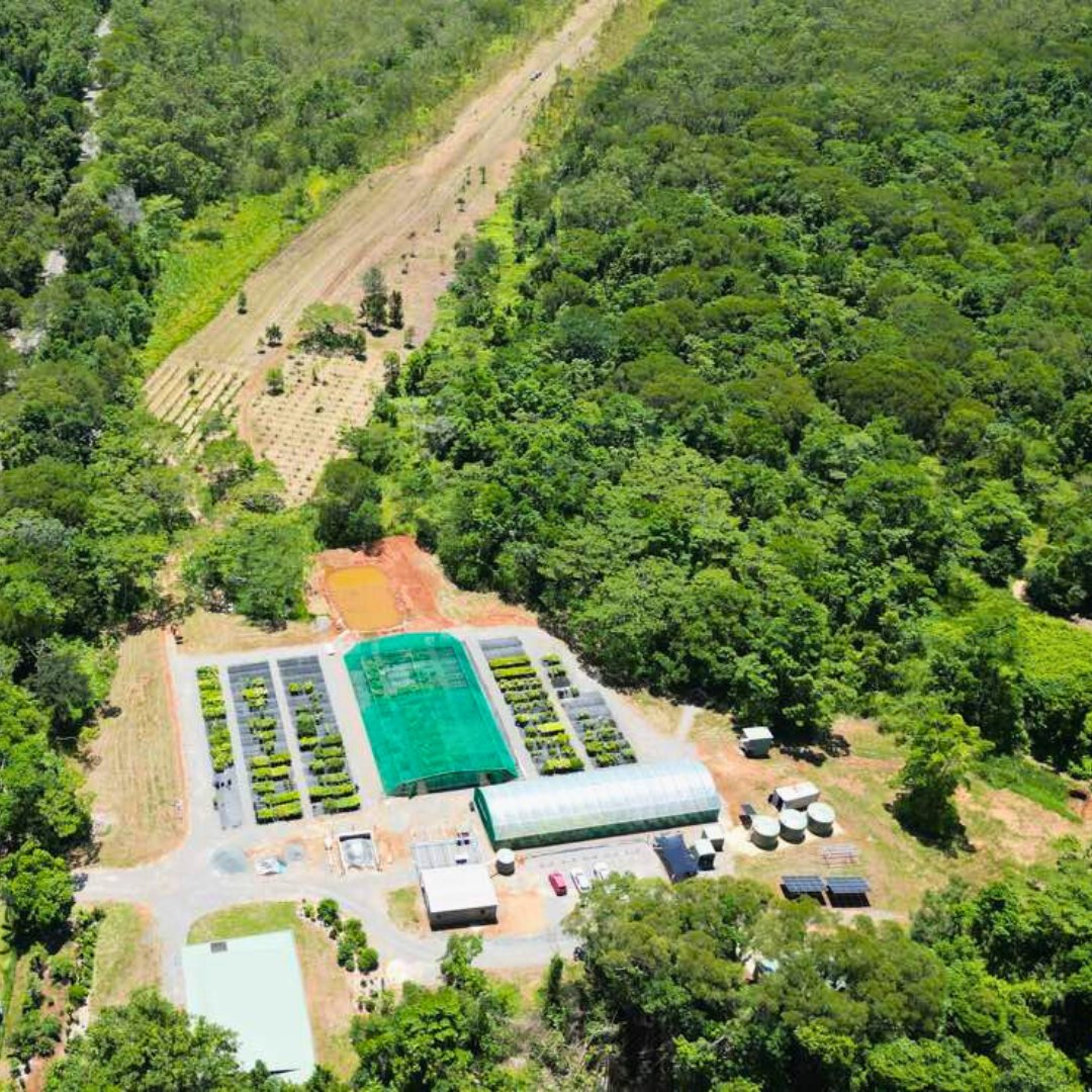 RFR_AU's tweet image. Thank you for helping fund the largest nursery in the Daintree! Because of you, we will propagate &amp;amp; plant more trees than ever before 🌱🌳
The future is looking greener, and it’s thanks to you 🙏💚

rainforestrescue.org.au

#TreesAreTheAnswer #TheBestTimeIsNow #DaintreeRainforest