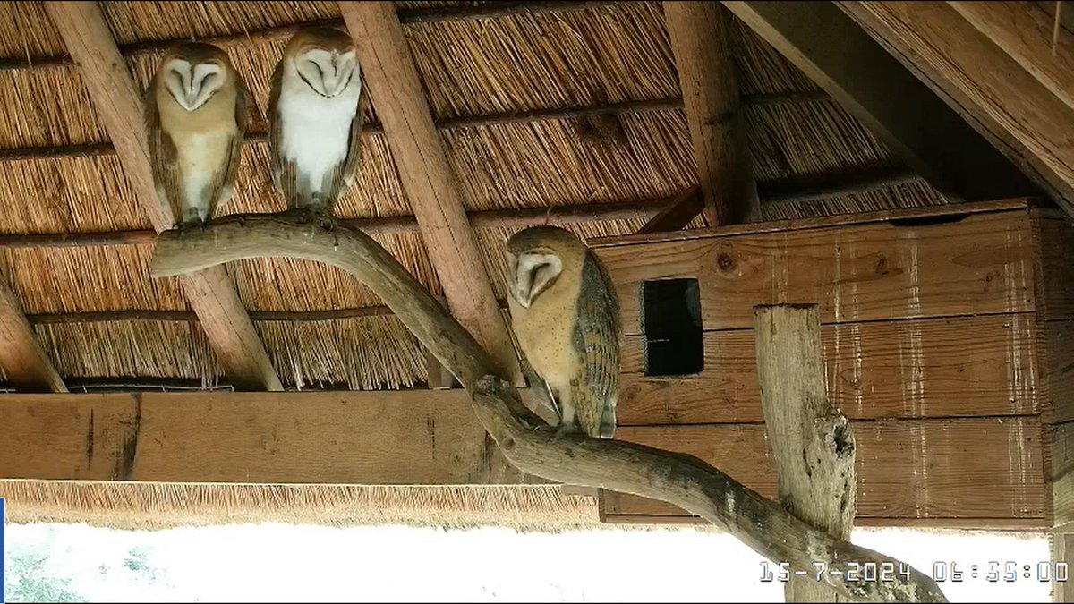 MvStuijvenberg1's tweet photo. De 3 Jonge #KerkUilen willen nog niet naar 'bed' en zijn hangjongeren voor hun nestkast.
#BeleefDeLente ๐ฆ๐ฆ๐ฆ
https://t.co/VyAGhOaIoq https://t.co/pRqXP3B0NL