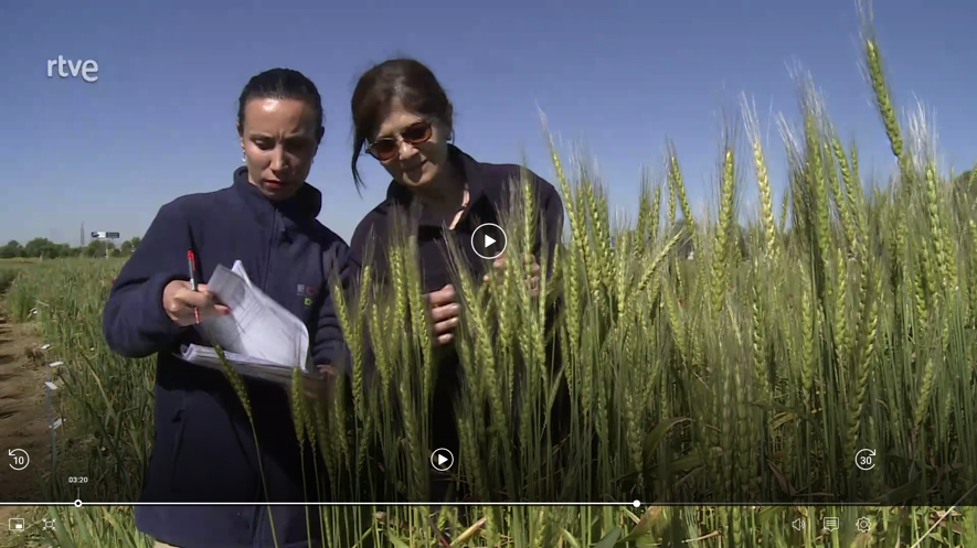 TrigoHubCSIC's tweet photo. #AGENTProject in Agrosfera @la2_tve @rtveplay. The PI Magdalena Ruiz, coordinator of the Research Group Characterization of Plant Genetic Resources of #INIA_CSIC, explains the importance of old wheat varieties in  drought research

 🔗 https://t.co/IPRaLpYZQt

#ConexionesCSIC https://t.co/f6BVDiefV5