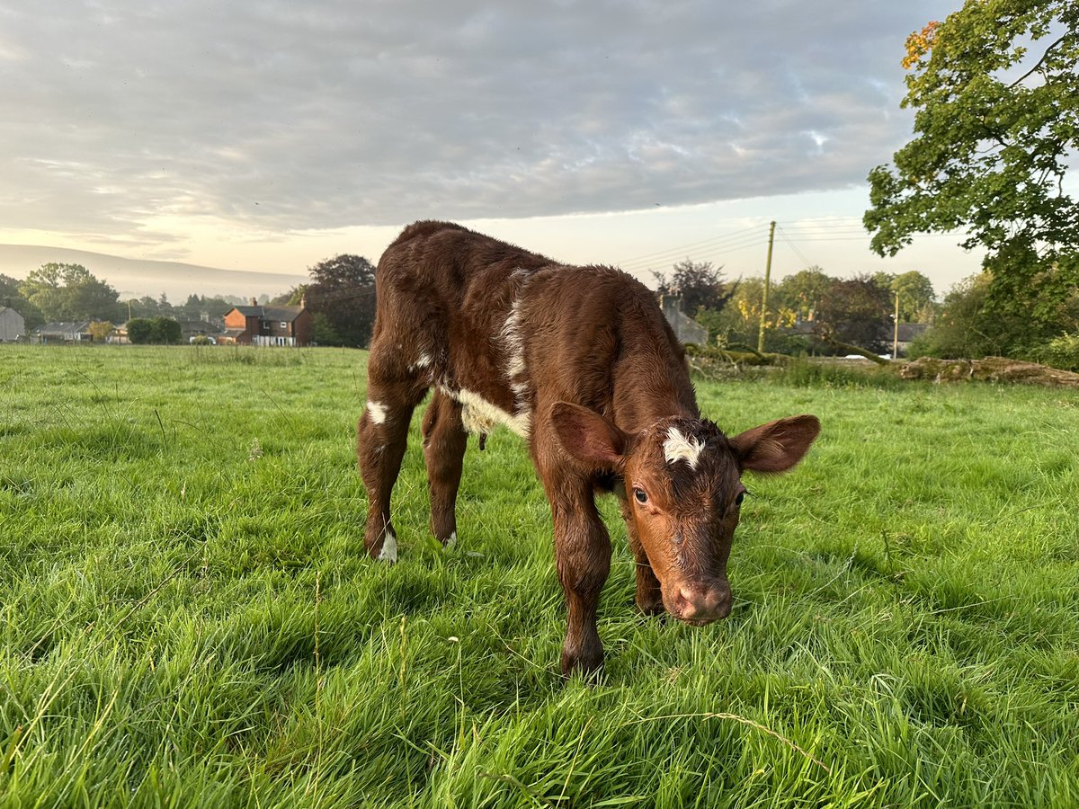 Sarah Whitwell (@beebeebolton) on Twitter photo So the journey begins <a href="/Beef_Shorthorn/">The Beef Shorthorn Cattle Society</a> a bull calf by Glenisla Jack Frost from Runley Mill Miss Ramsden Simone So the journey begins <a href="/Beef_Shorthorn/">The Beef Shorthorn Cattle Society</a> a bull calf by Glenisla Jack Frost from Runley Mill Miss Ramsden Simone