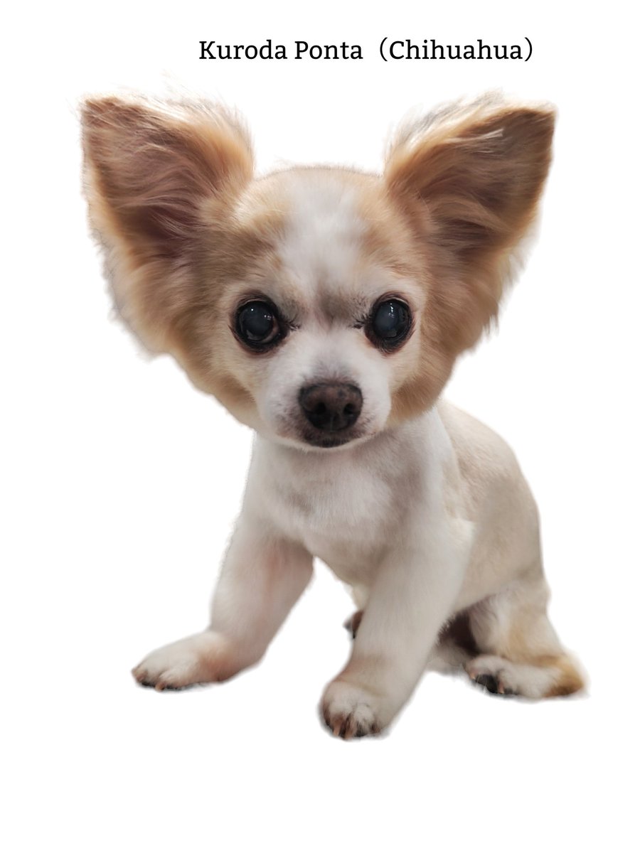 TStudio_COCO's tweet photo. チワワの本太（ぽんた）くんです！
15歳の高齢犬ですが、元気にサマーカットに来てくれました✨
#ちわわ 
#TrimmingStudioCOCO https://t.co/GaMS7FZrVa