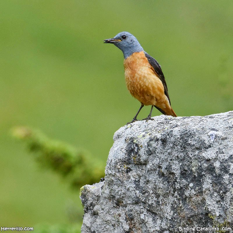 Birding Catalunya tweet media