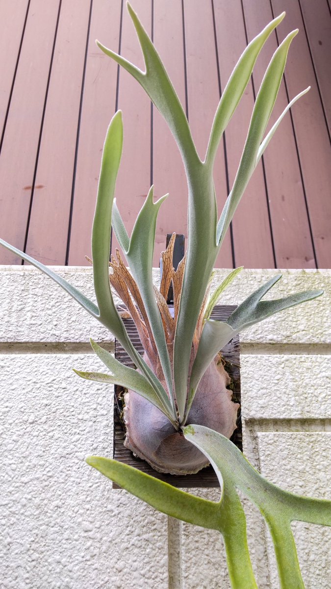 juraki02's tweet photo. #草フリマ
Platycerium veitchii
3000円+送料
銀行振込　PayPay
古い葉に冬出た褐斑有り
新しい葉には出て無いです https://t.co/c4mwv4KQIo