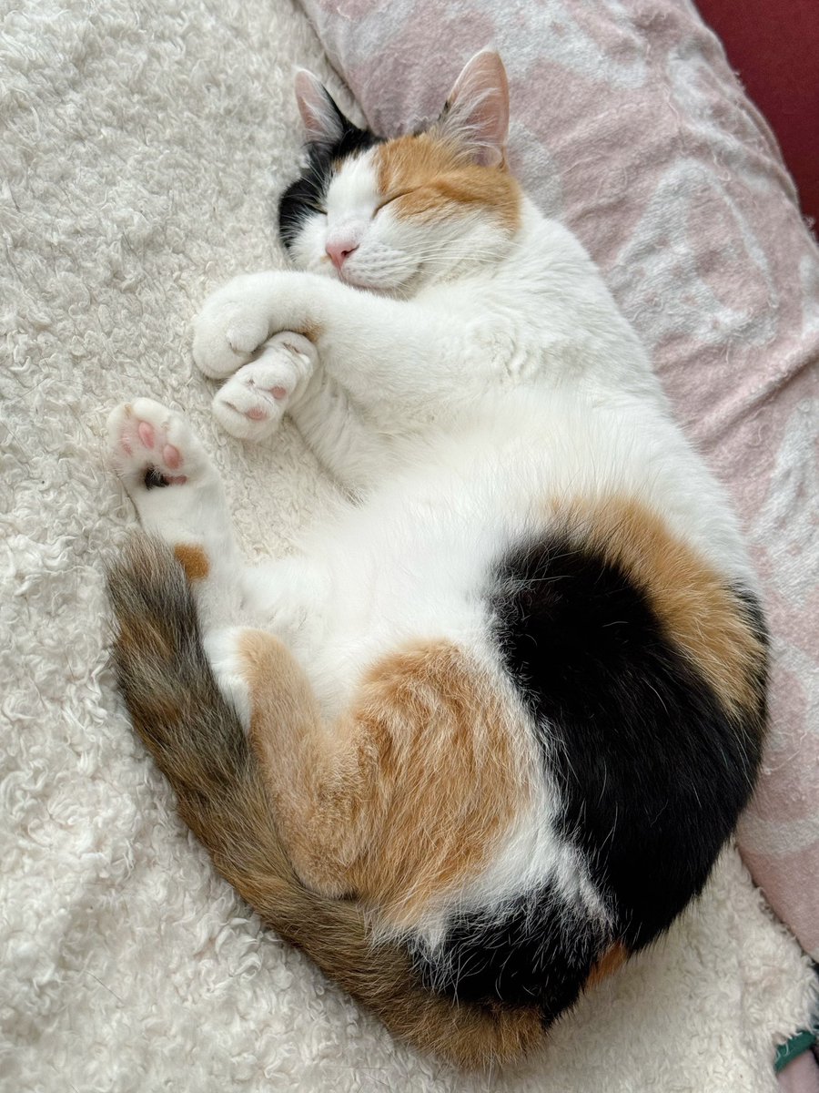 soynyan222's tweet photo. かぁわぁいぃいぃ〜〜 https://t.co/CgcKDqiJXA