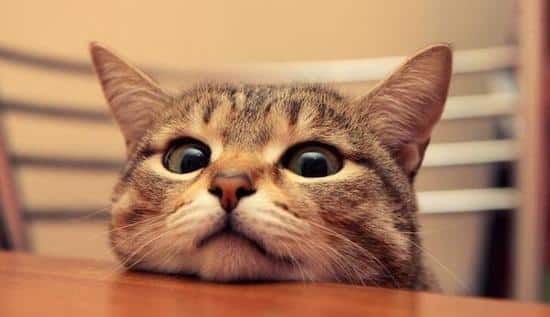 bob_cs2's tweet image. Good morning EU nerds. Next week will be update week