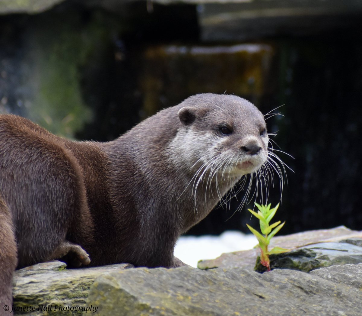 JanetteHall's tweet photo. Beautiful otter 🦦
Martin Mere Wetland Centre 
#otter #cute #mammal #nature #lancashire #england #morning #wildlife #martinmere  @BBCSpringwatch @UKNikon #photograghy #photographylovers #NatureIsBeautiful #NaturePhotography https://t.co/wK7uhnDk1l
