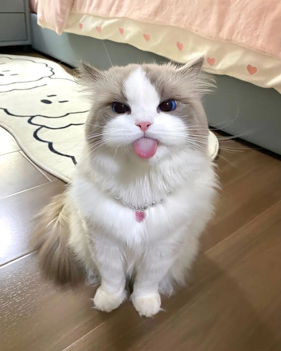 UNIVERSE_FEEDS's tweet photo. @ShouldHaveCat https://t.co/55wUgUpxgA