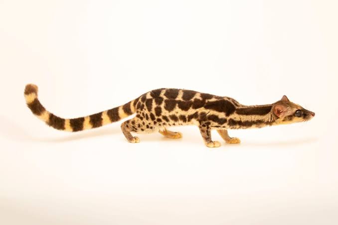 HodariNundu's tweet photo. Behold the linsang, the snakiest feliform. Closely related to cats but proportioned almost like a monitor lizard... If serpopards were real they'd probably descend from something like this :B https://t.co/aaBGAQhHBz