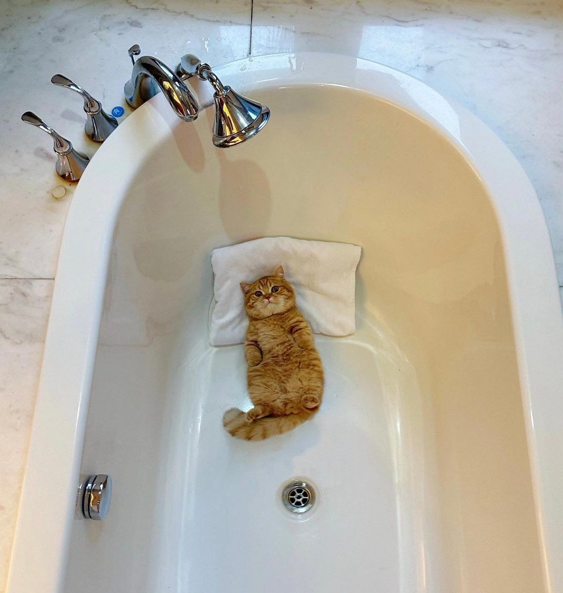 Posts Of Cats tweet media