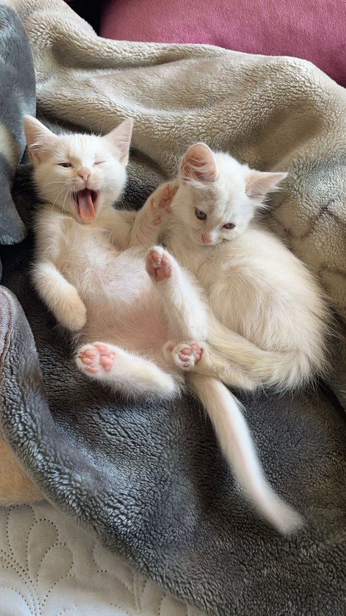 My new babies say hi to u :)