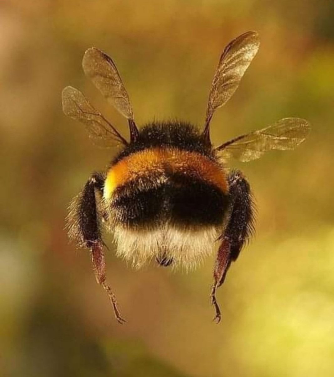 NolanProperties's tweet image. Good morning..Bee good! 😍 🐝 #beegood #goodmorning #Mondays @followers #onyourway @everyone #fromweb #bees