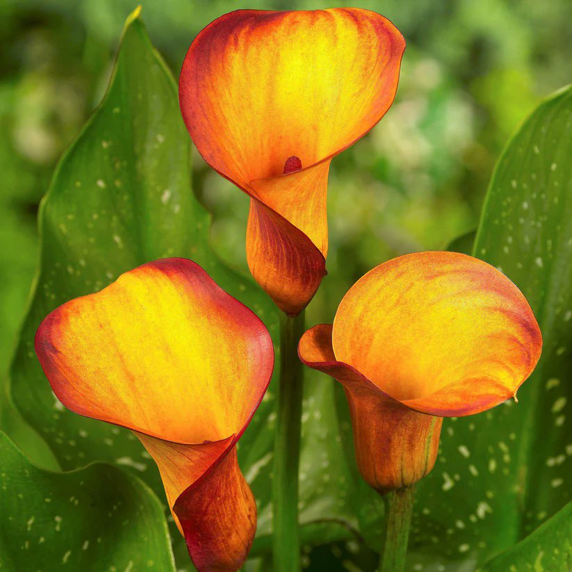 Calla 'Fire Dancer' captivates with its vibrant orange-red blooms, elegantly shaped like fluted cups