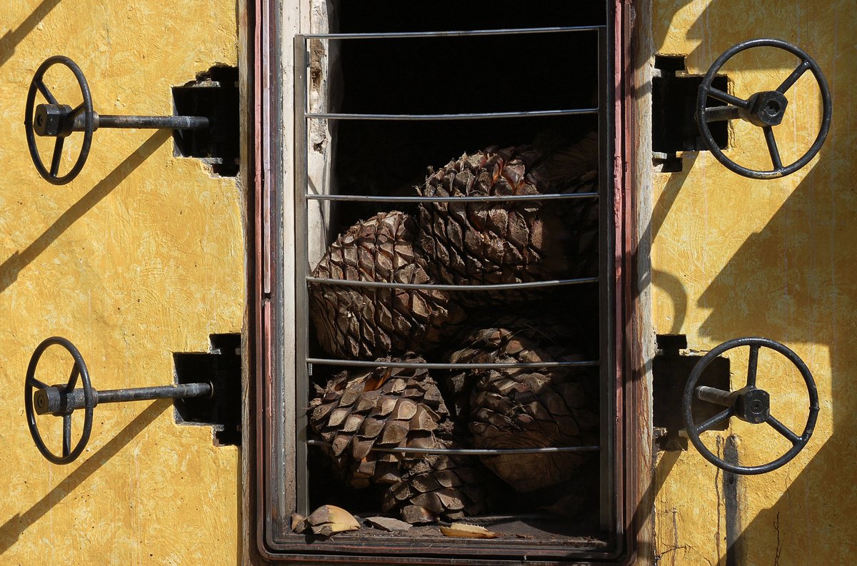 travelianmx's tweet photo. Explore the rich culture and history of the Tequila.
This journey showcases the best crafts in Tlaquepaque, a ride on the Tequila Train, and a visit to the oldest tequila distillery in the world.
Tour Date: Date: Sep. 6-10, 2024
Learn more: https://t.co/6VJtLQCWFT https://t.co/HVReVtFLG8