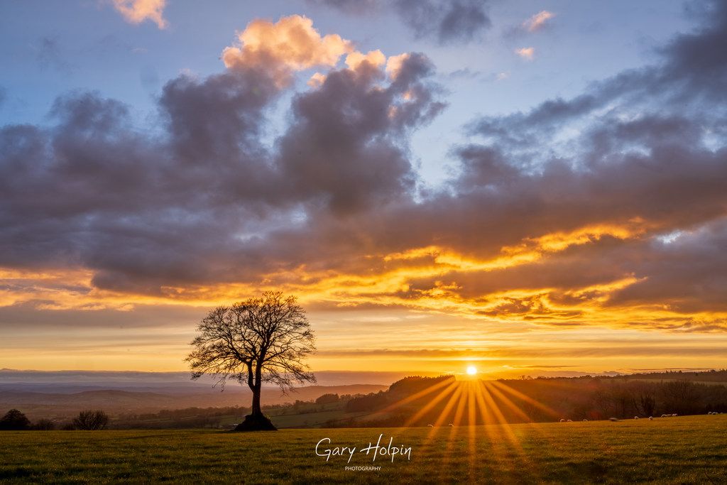 GaryHolpin's tweet image. Good morning! 

This week is #sunstar week (created in camera by using a small aperture if you didn't know!) and we're kicking off with a sunstar at #sunset at my favourite lone tree...

#dailyphotos #mondaymotivation #stormhour #thephotohour #devon