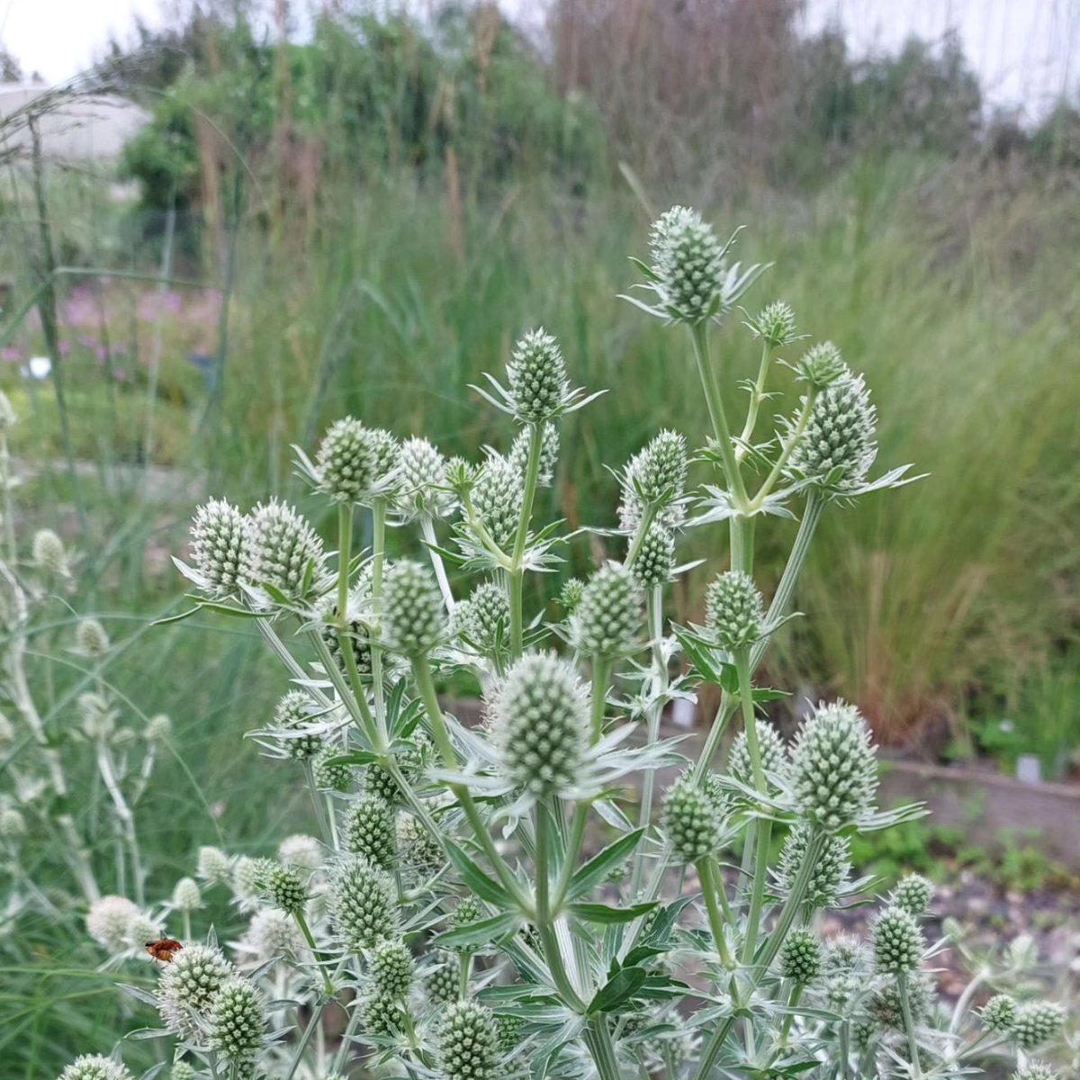 PlantPref tweet picture