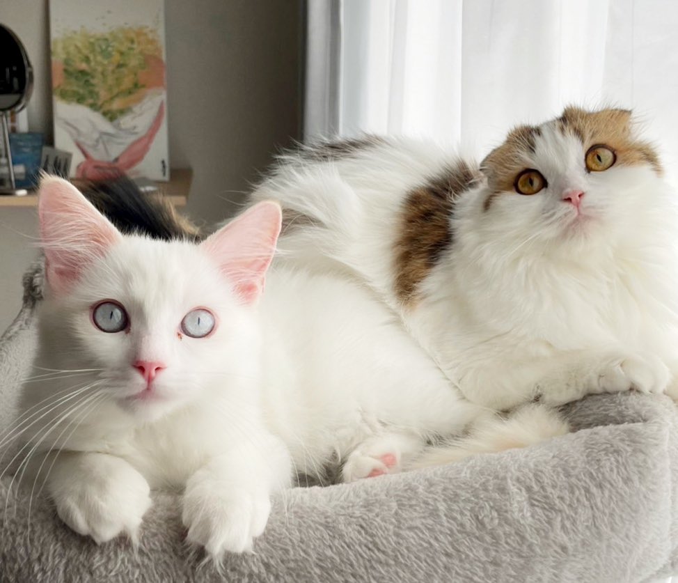 ディルとナッペ🐱ひとんちのねこ垢w tweet media