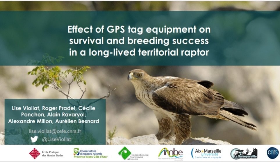 Lise Viollat <a href="/LiseViollat/">Lise Viollat</a> on the "Effect of GPS tag equipement on survival and breeding success of a long-lived territorial raptor" with the Bonelli’s eagle (Aquila fasciata) as a study species 

@abesnardEPHE <a href="/AlexMillon7/">Alexandre Millon</a> <a href="/imbe_marseille/">IMBE</a>