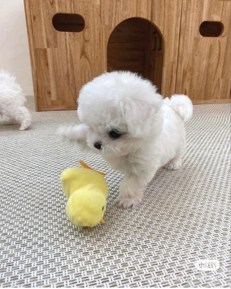 twaniimals's tweet photo. 🐥 https://t.co/9Vy5ywcmQD