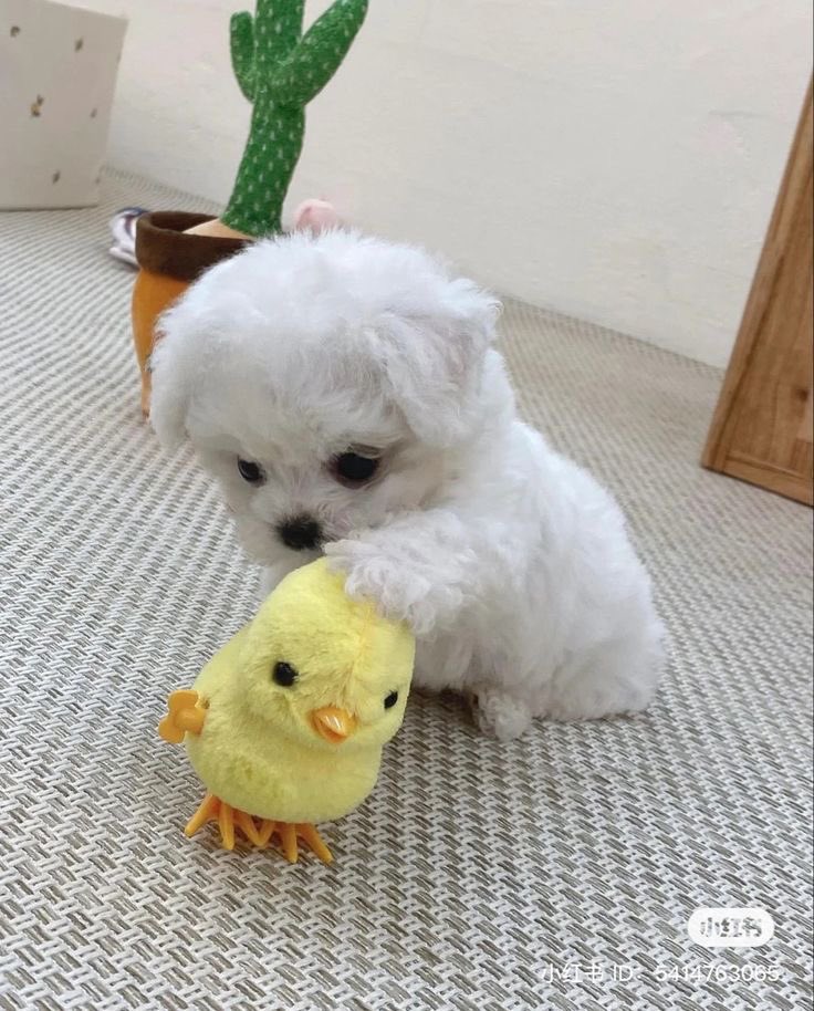 twaniimals's tweet photo. 🐥 https://t.co/9Vy5ywcmQD