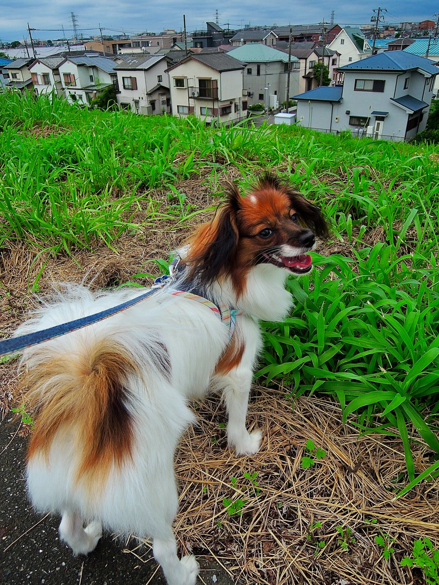 tamizow's tweet photo. 連休中、イッヌの世話と雑事の他にはドラクエモンスターズ3しかしていないかも・・・。雨の合間に散歩に出て喜んでくれたからいいか!
#NIKON #P330 #COOLPIX #パピヨン #ファレーヌ #Phalène #Papillon https://t.co/io9Mj1LziZ