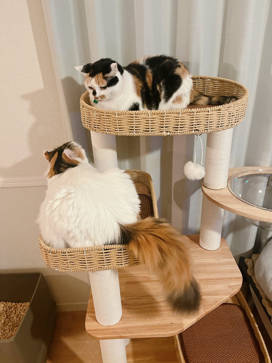 mikesukoame's tweet photo. 新しいキャットタワーの1番上を誰が乗るか問題。

 #キャットタワー  #ねこすき  #ねこのいる暮らし  #ねこのきもち https://t.co/1a5OrSd1iZ